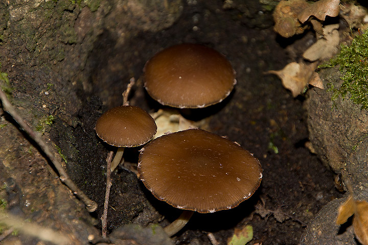 Psathyrella?