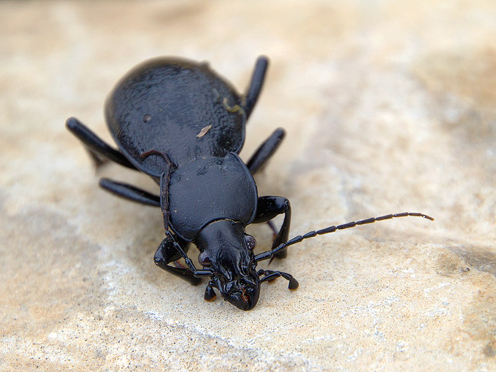 Carabus coriaceus? Maschio morto