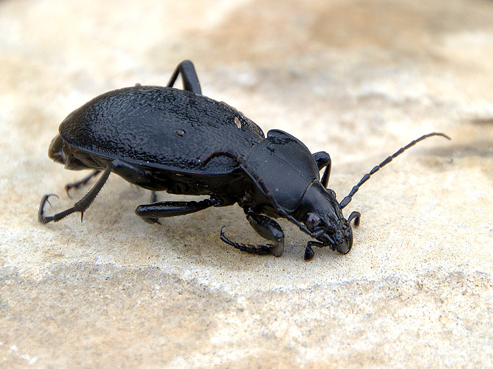 Carabus coriaceus? Maschio morto