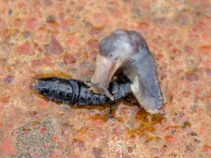 Larva di Carabus che attacca una lumaca