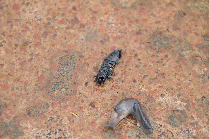 Larva di Carabus che attacca una lumaca