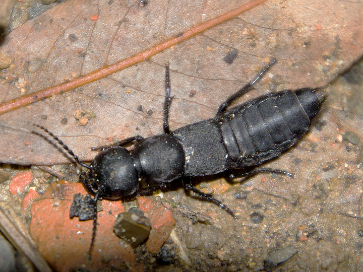 Stafilinide: Ocypus olens