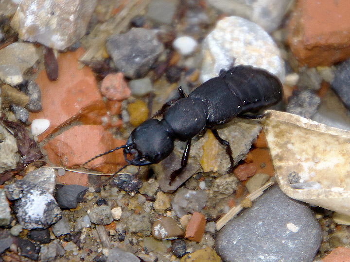 Stafilinide: Ocypus olens