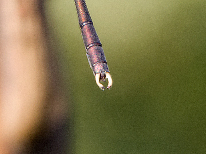 Lestes parvidens? - Chalcolestes cfr. parvidens