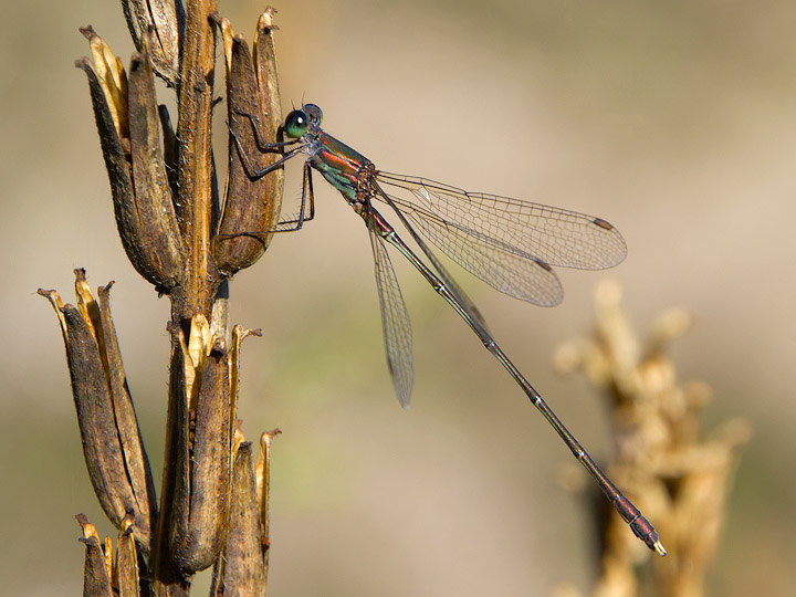 Lestes parvidens? - Chalcolestes cfr. parvidens