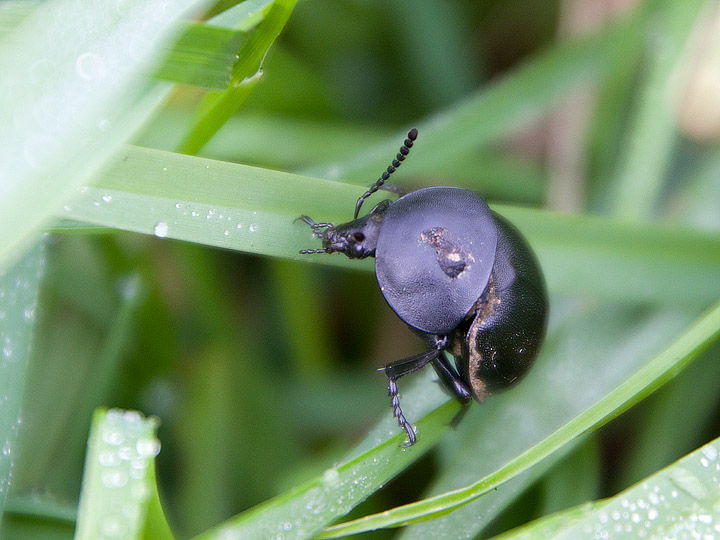 Ablattaria laevigata (Silphidae)