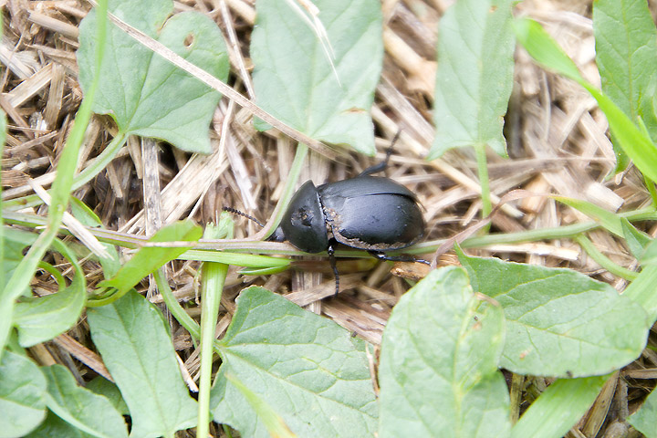 Ablattaria laevigata (Silphidae)