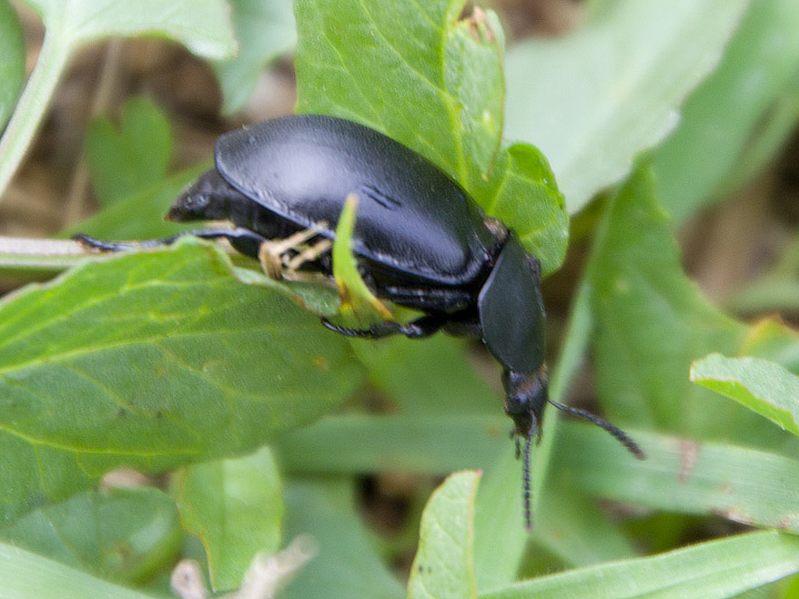 Ablattaria laevigata (Silphidae)