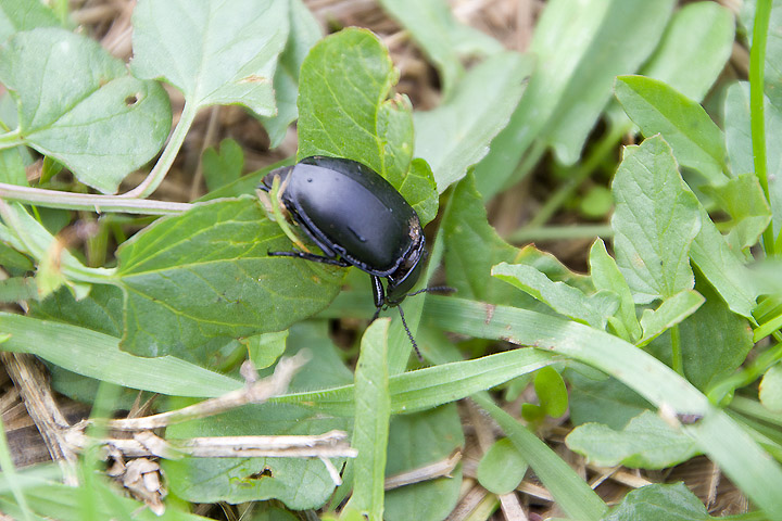 Ablattaria laevigata (Silphidae)