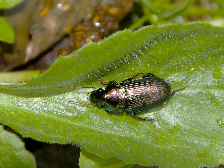 Harpalus sp.