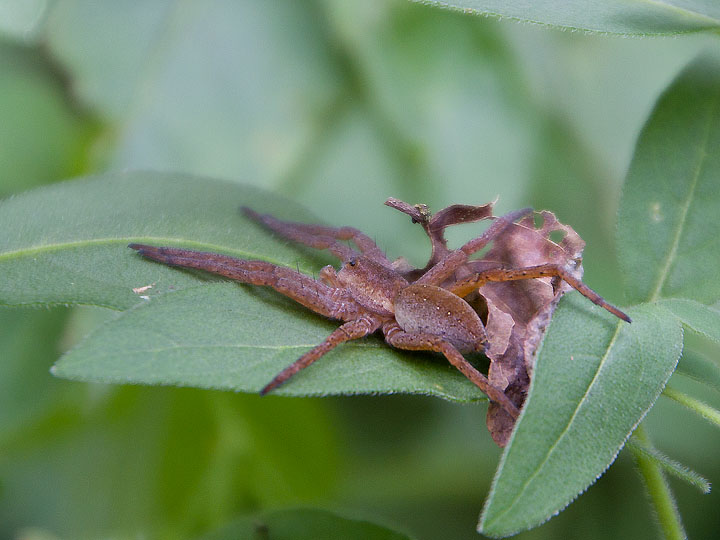 Dolomedes sp.