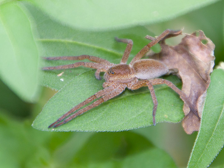 Dolomedes sp.