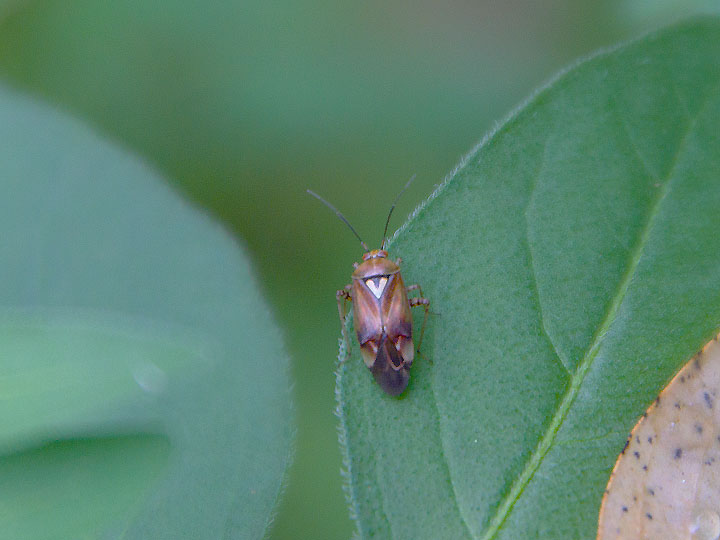 Miridae: Lygus pratensis della Toscana (PI)