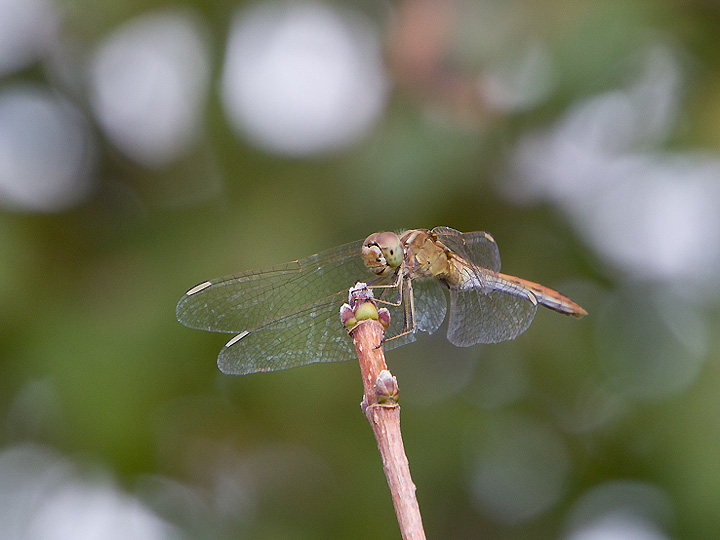 Sympetrum meridionale