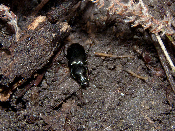 Un Percus piccolino. No. Pterostichus cfr niger