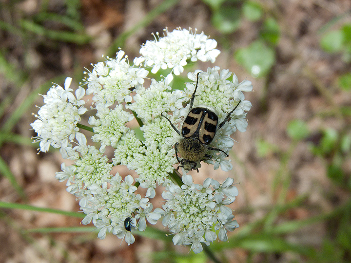 Trichius rosaceus o sexualis,