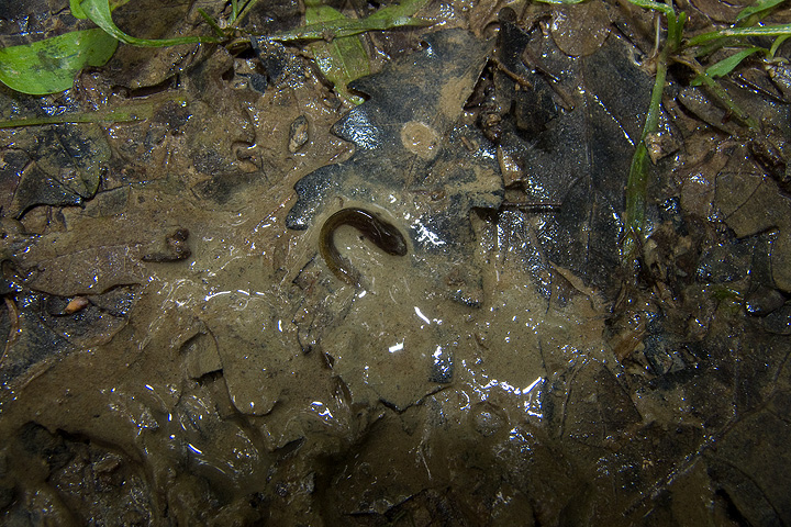 Girino di Pelophylax sp.