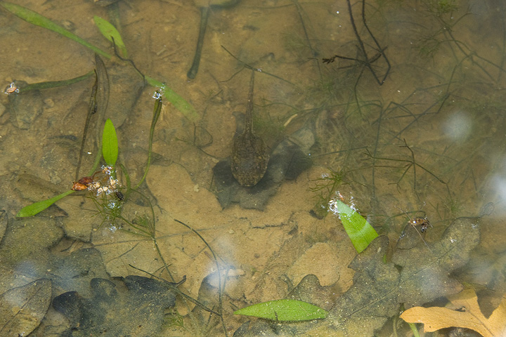 Girino di Pelophylax sp.