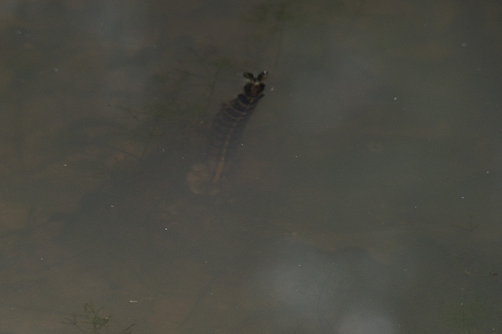 Girino di Pelophylax sp.