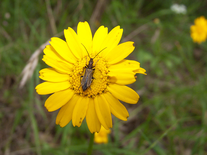 Cerambycidae? No. Oedemera cfr flavipes