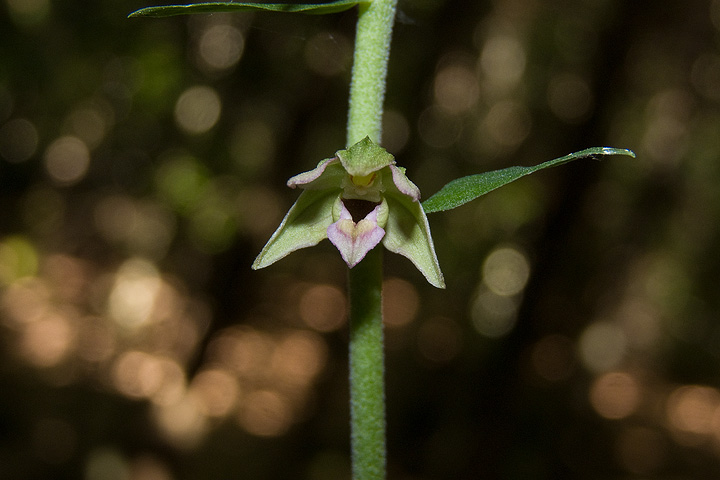 Epipactis da determinare