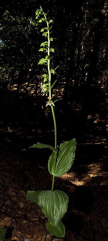 Epipactis da determinare