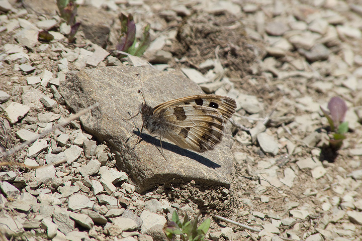 Chazara briseis