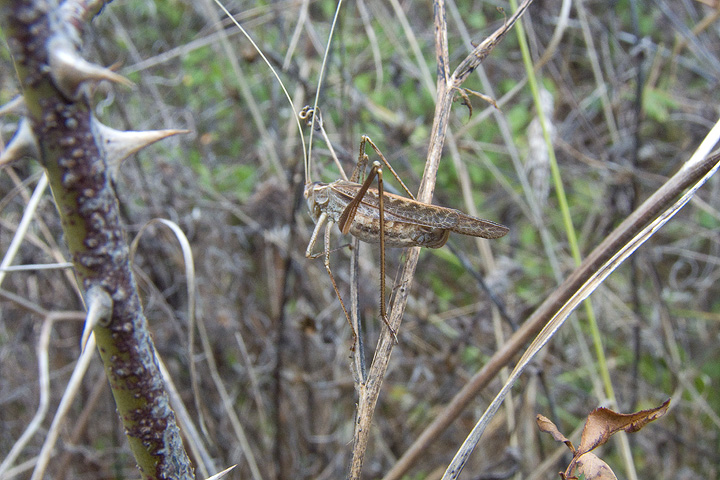 Da identificare