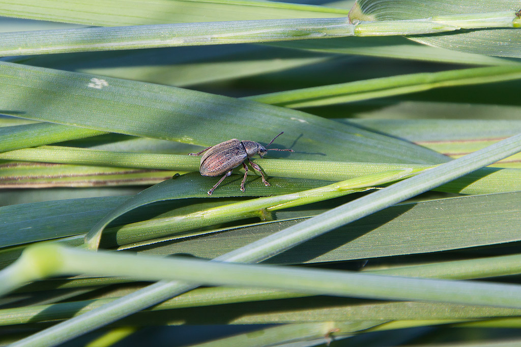 Phyllobius sp.