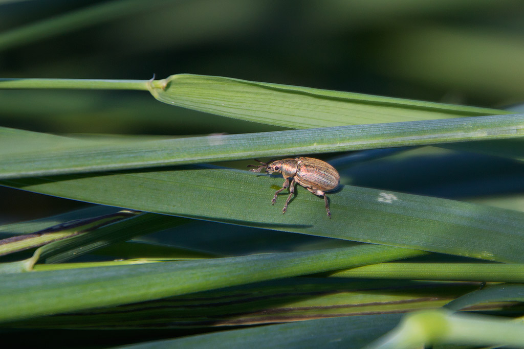 Phyllobius sp.