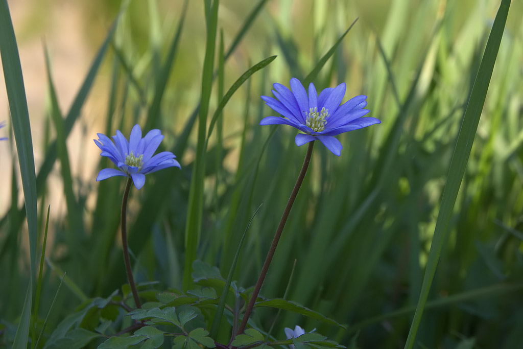 Anemone appennina