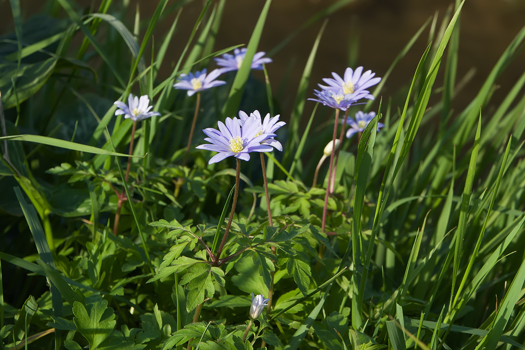 Anemone appennina