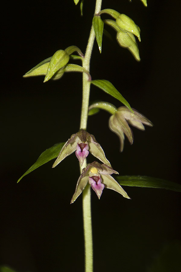 Epipactis della Garfagnana