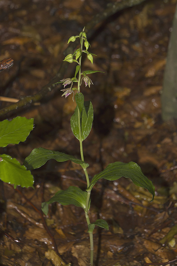 Epipactis della Garfagnana