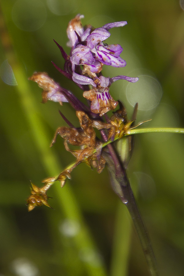 Dactylorhiza traunsteineri?