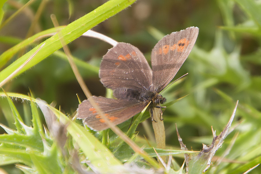 Erebia