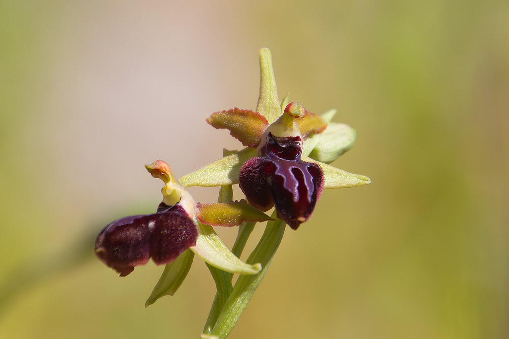 Ophrys passionis?