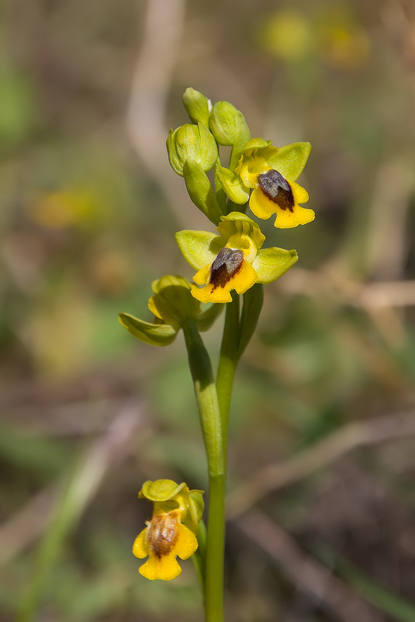 Ophrys lutea dell'' Uccellina