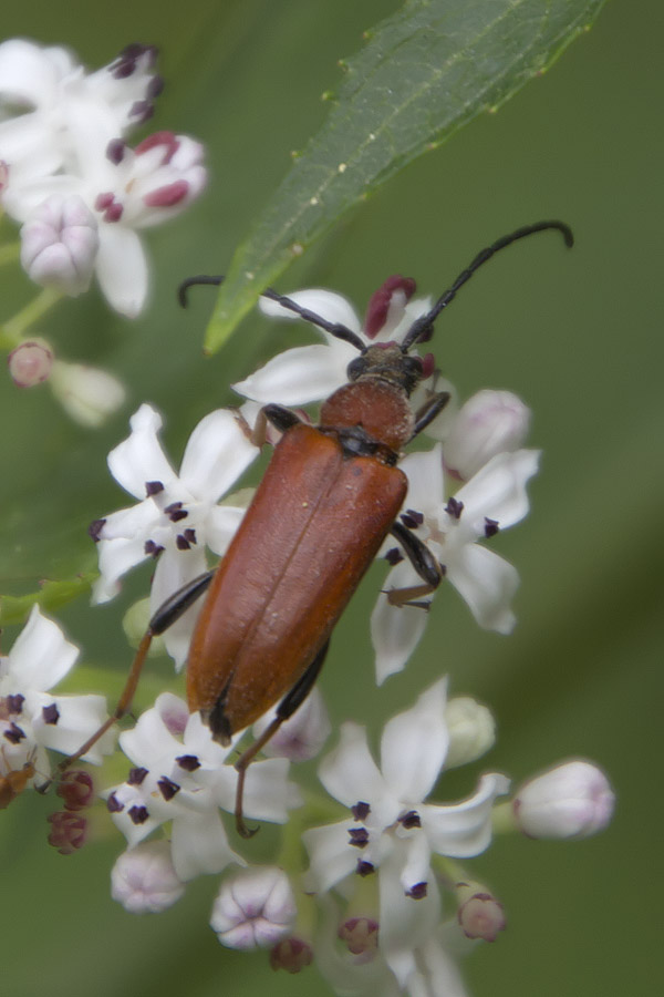 Stictoleptura rubra