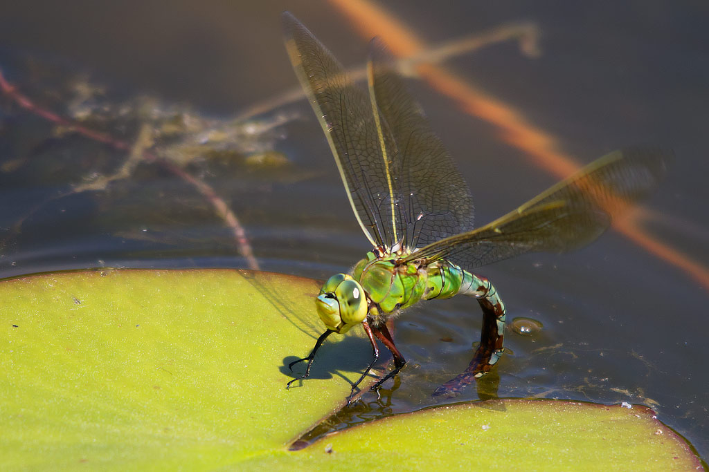 Anax imperator