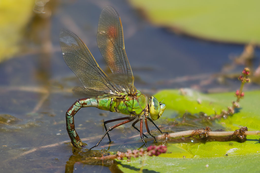 Anax imperator