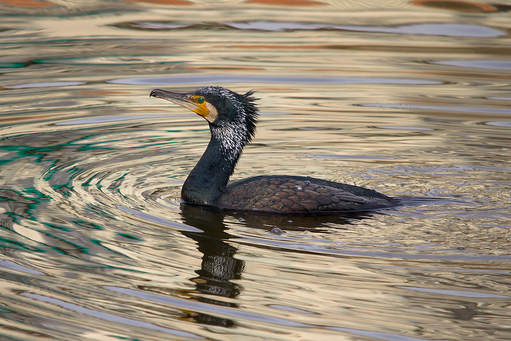 Cormorano