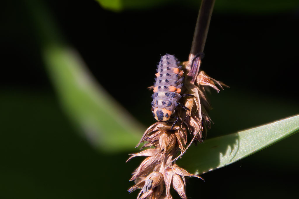 Larva di coleottero? Coccinella septempunctata