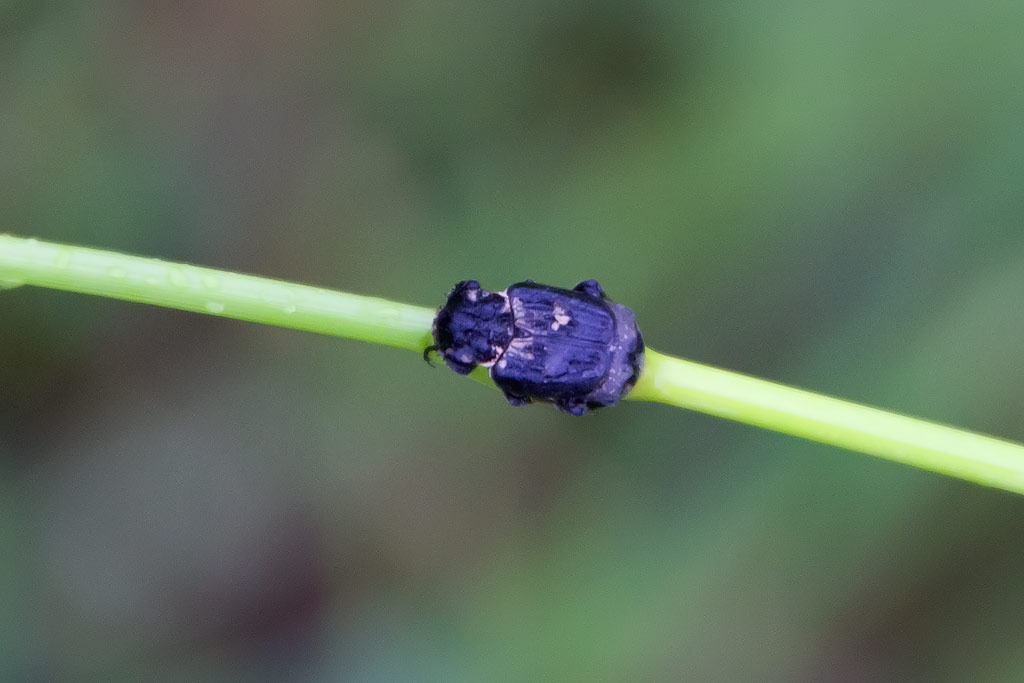 Valgus hemipterus