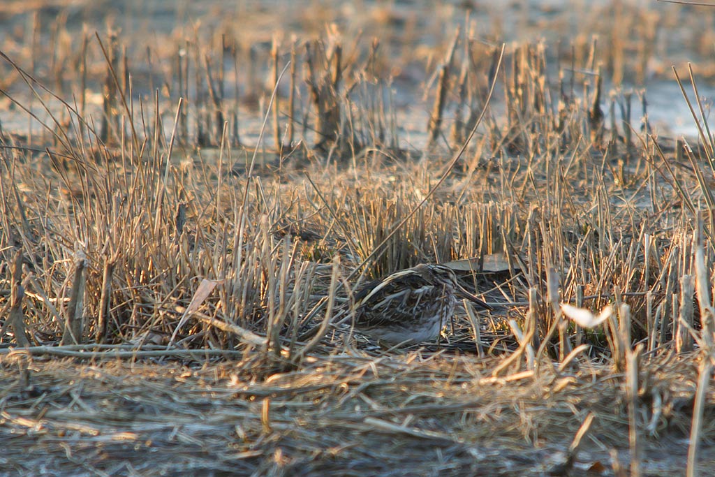 Beccaccini (Gallinago gallinago) [e Frullino (Lymnocryptes minimus)]