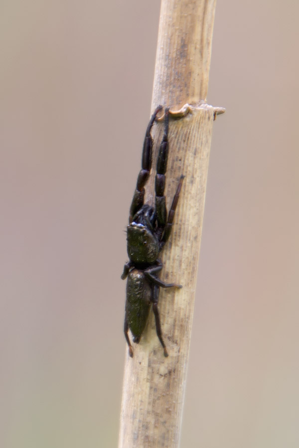 Mendoza canestrinii