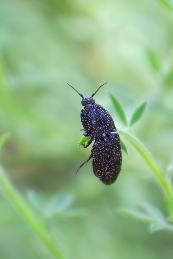 Lacon punctatus (Elateridae)