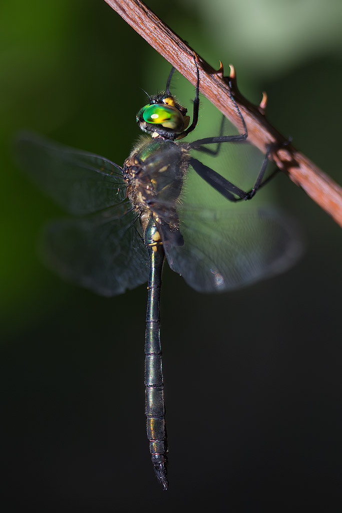 Somatochlora meridionalis