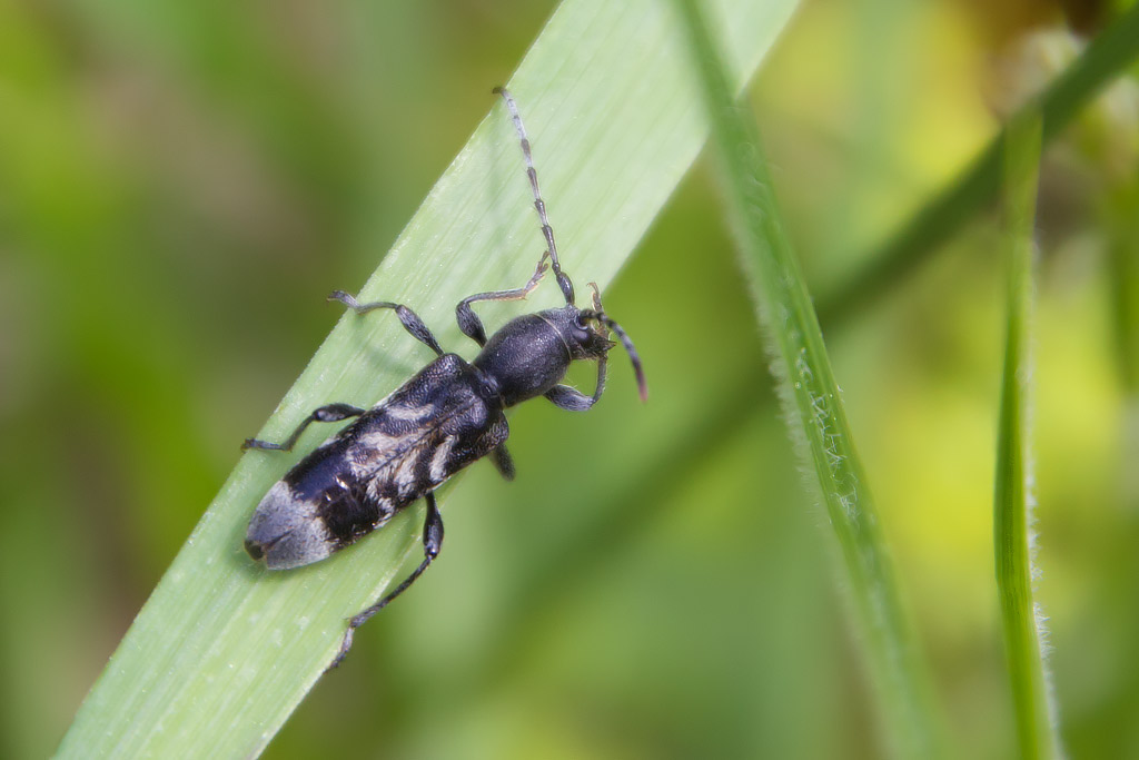 Cerambycidae: Anaglyptus mysticus