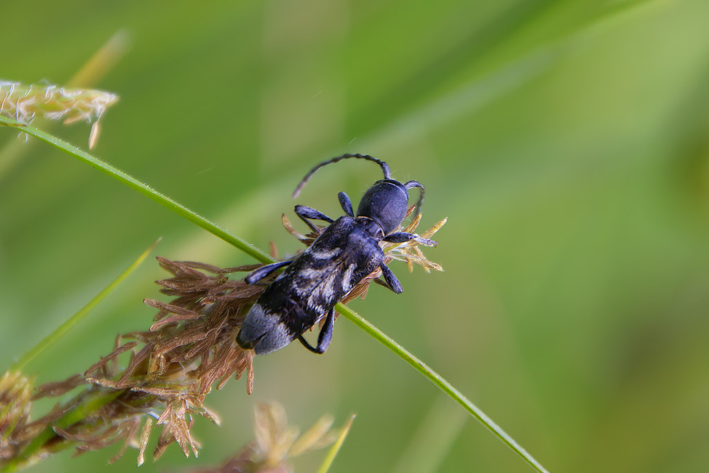 Cerambycidae: Anaglyptus mysticus